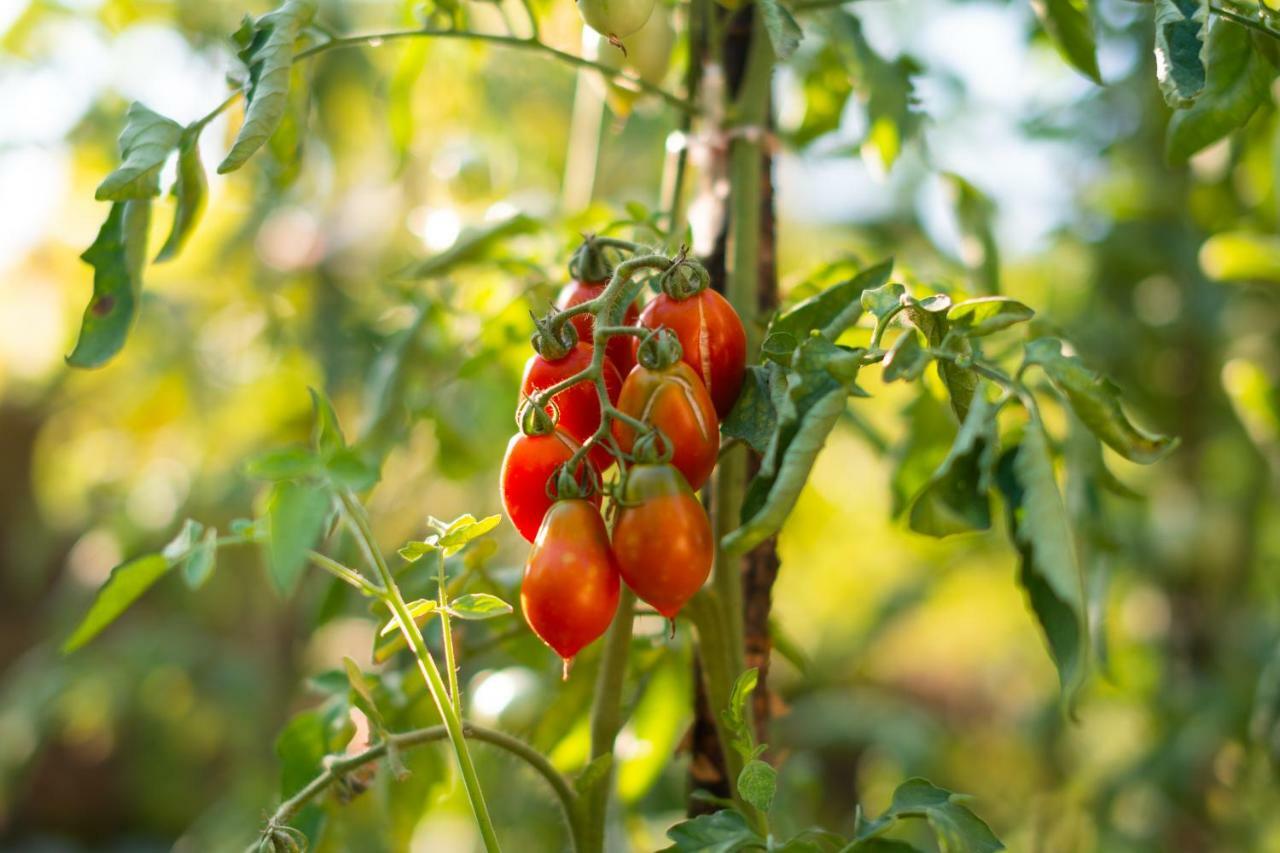 Honey Farm House Virpazar Εξωτερικό φωτογραφία